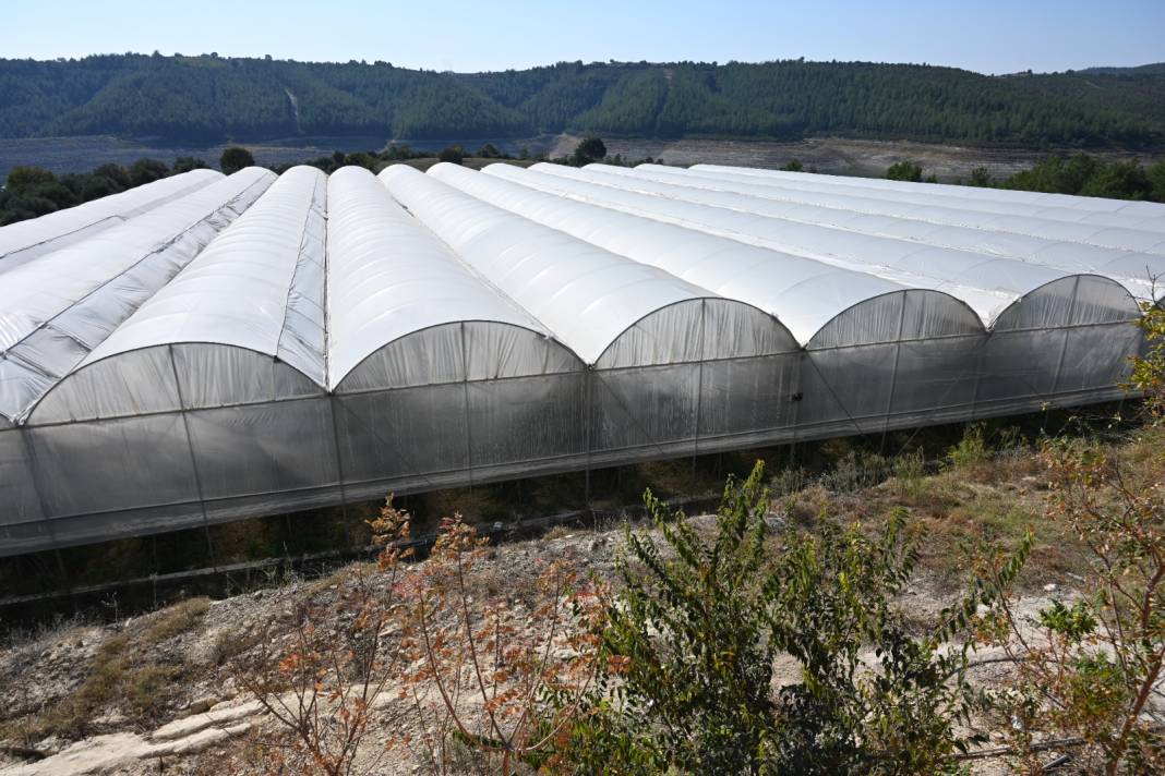Ekildikten sonra 3 yıl ürün vermiyor. 3 ton topladığı ilk hasadı seneye 10 tona çıkacak 2